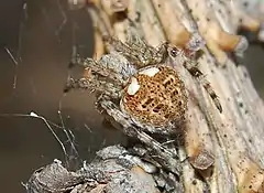 A. redii, Female, from Berlin, Germany