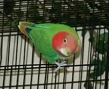 Green Single Violet factor Opaline mutation