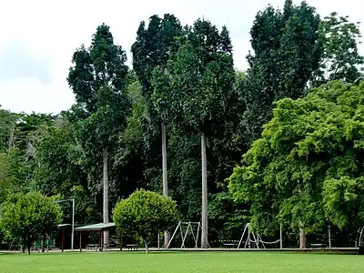 Near Freshwater Ck, Cairns