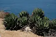 A planted colony overlooking the San Diego Bay