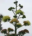 Inflorescence in Goa, India