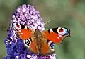 Peacock butterfly displays startling eyespots.