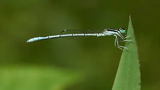 Agriocnemis pieris male