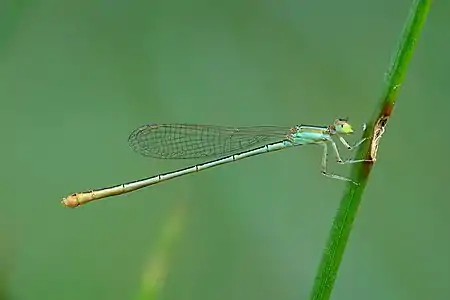 Agriocnemis pygmaea female (androchrome)