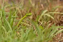 Ahaetulla isabellina from Western Ghats, Central Kerala