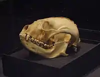 Red panda skull