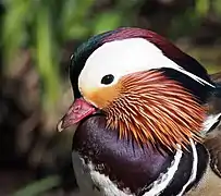 Portrait of a male at Martin Mere, England