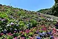 Katahara Onsen (Hydrangea Park)