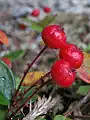 Hairy pseudofruits