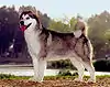 Alaskan Malamute