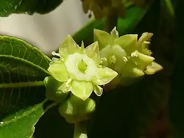 Close-up of flowers