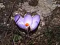 Crocus corsicus