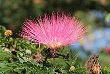 close up image of albizia julibrissin flower