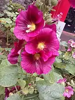 Alcea sp. Closer look at the flower