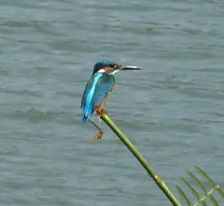 Common kingfisher