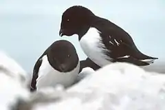 Severnaya Zemlya is the easternmost point in the little auk's breeding range.