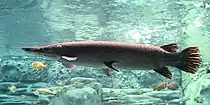 Alligator gar (Atractosteus spatula)