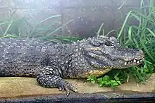 The Chinese alligator's head and front part of body among grass next to water