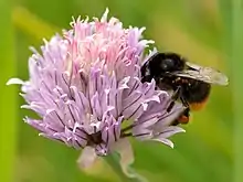 Closeup photograph of flowerhead