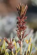 Male flowers