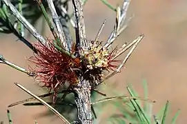 Female cones