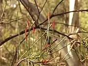 Male spikes