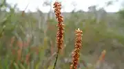 Male spikes