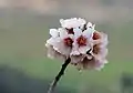 Almond blossoms