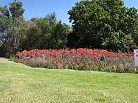 Aloe maculata is valuable as a flowering groundcover in arid regions