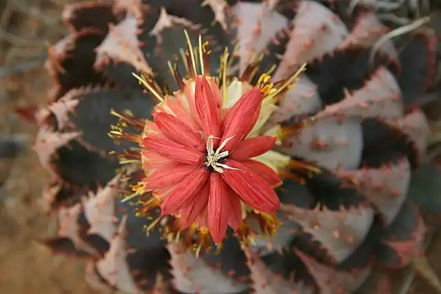 Aloe peglerae