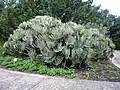 The elegant fan-like arrangement of its leaves makes the fan-aloe unique.