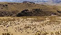 A herd of alpacas grazing outside of the Mollepunko caves close to Callalli