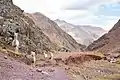 Alpacas in the mountains