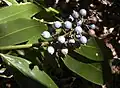 Alpinia caerulea