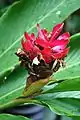 Alpinia purpurata, Singapore Botanical Gardens