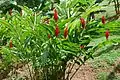 Alpinia purpurata