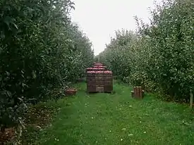 Harvest of apples in Rübke