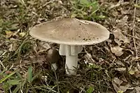 Amanita pseudoporphyria