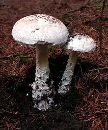 Amanita smithiana