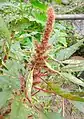 Amaranth(Edibles) Flower