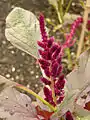 Amaranthus cruentus 'Oeschberg' flowerhead