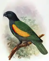 Illustration of a slate, green, and yellow parrot on a branch