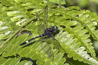 Amber-banded clubskimmer