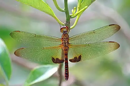 Hydrobasileus croceus female