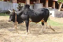 a humped bull, black with white socks