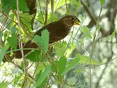 Female feeding on nettle nutlets in a mountain ravine