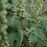 Female flowers in leaf axil