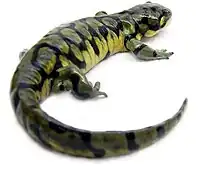 A black salamander with green pattern on its back and yellowish white underside