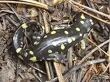 A black salamander with yellow spots