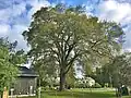 American elm tree in Great Barrington, Massachusetts (September 2019)